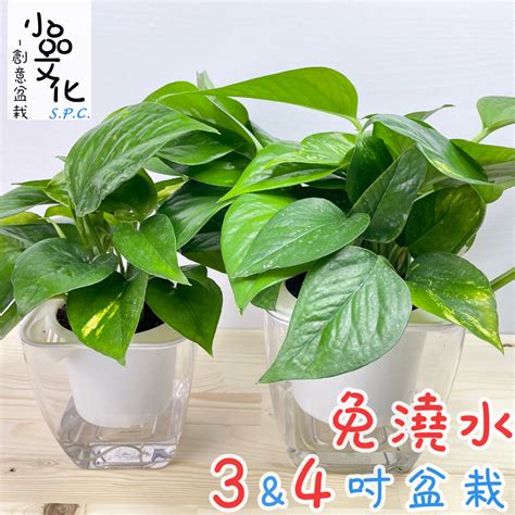 黃金葛廁所植物風水